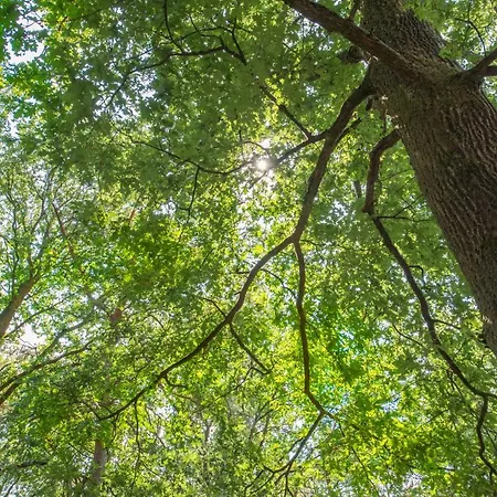 Zevenbergen פארק נופש Heesch