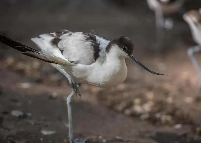 פארק נופש Zevenbergen Heesch